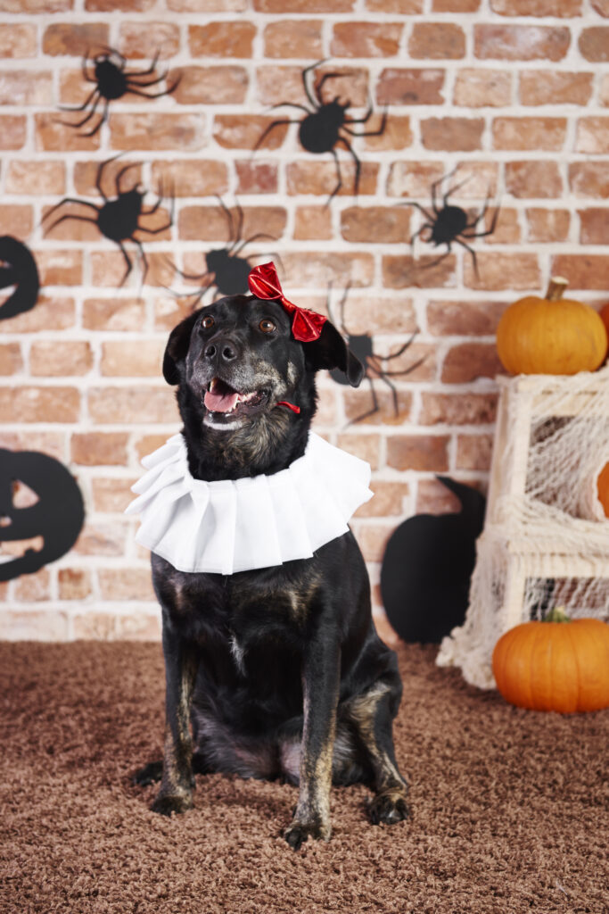 happy dog in halloween costume