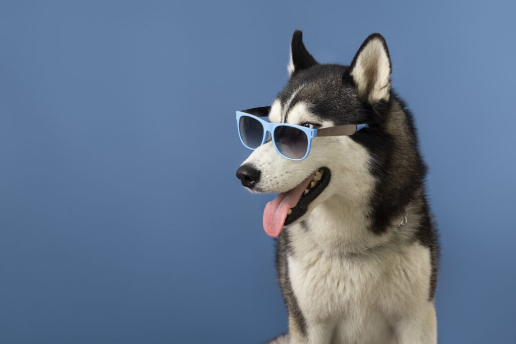 lovely pet portrait isolated