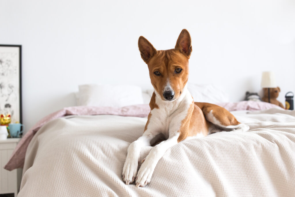 cute basenji puppy lays on pink bed