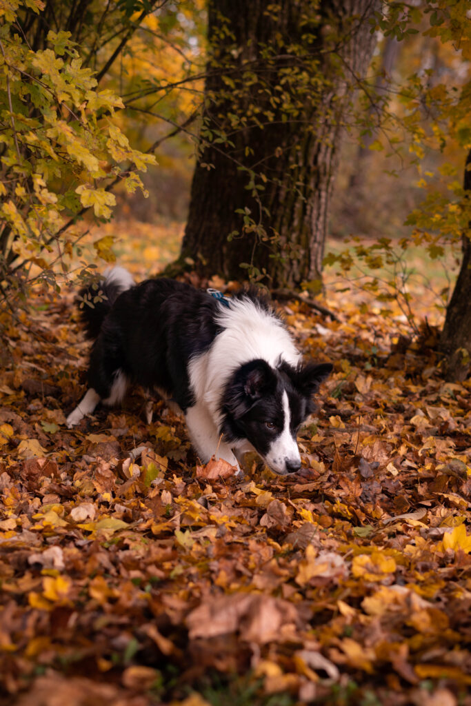 vertical shot of a black and white dog walking in a forest with fallen leaves in autumn