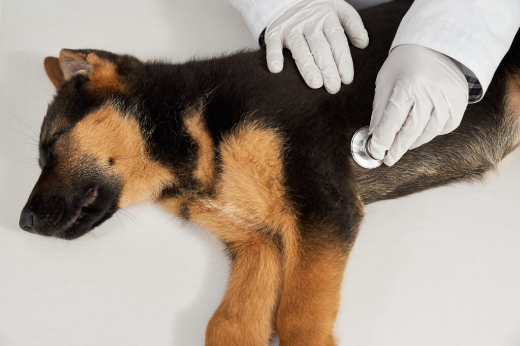 german shepherd lying, vet using phonendoscope.